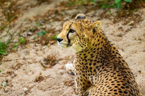 Cheetah (Acinonyx jubatus) lying ion the ground, Germany