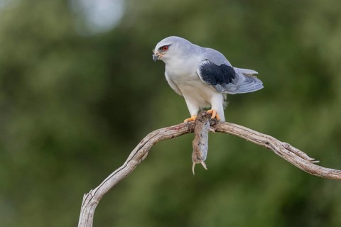 Slider (Elanus caeruleus), with vole, Extremadura, Spain