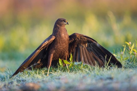 Western Marsh Harrier (Circus aeruginosus) juvenile spreading wings, Poland
