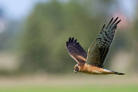 Steppenweihe, lat. Circus macrourus, Jungvogel im niedrigen Suchflug von der Seite über der
