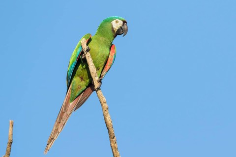 Chestnut-fronted Macaw (Ara severus) perched on a branch, Bolivia