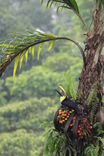 Black-mandibled Toucan (Ramphastos ambiguus) perched on a branch in Costa Rica
