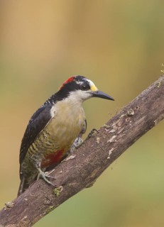 Black-cheeked Woodpecker (Melanerpes pucherani), Santo Domingo, Ecuador
