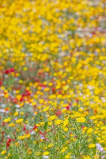 Wild flowers blooming, Cattolica Eraclea, Agrigento district, Sicily, Italy