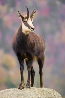An adult Chamois (Rupicapra rupicapra) stands on a rock. A forest in fall foliage is in the