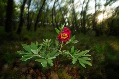 A vibrant wild rose blooms amidst a serene spring forest, captured through the lens of