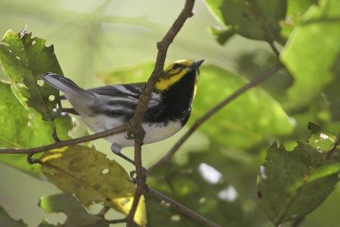 Black-throated Green Warbler (Setophaga virens) male, Costa Rica