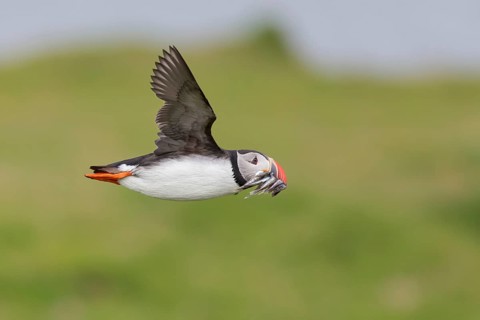 Atlantic Puffin (Fratercula arctica) flying with sandeels in beak, Iceland
