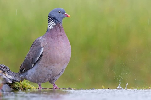 Wood pigeon, animals, birds, pigeon, pigeon family, (Columba palumbus), Pigeon ramier,