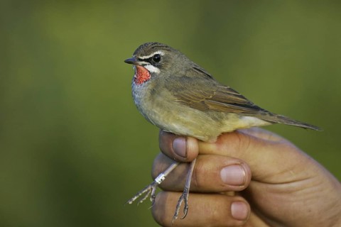 Siberian Rubythroat (Calliope calliope) male held during ringing, Khenti, Mongolia