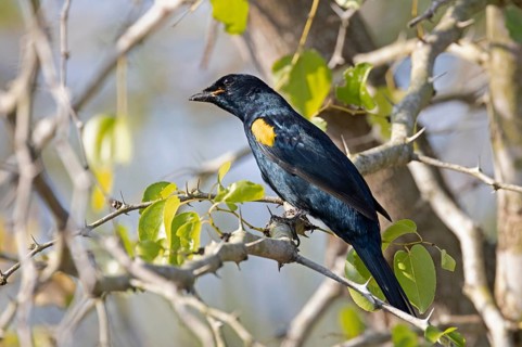 Black Cuckooshrike (Campephaga flava) male, South Africa