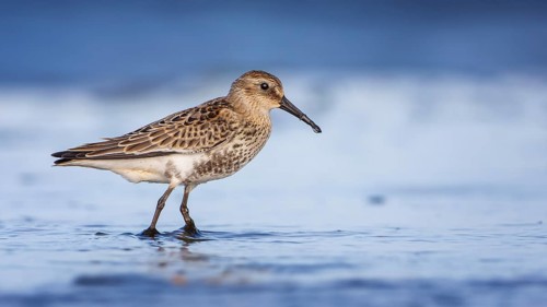 Dunlin (Calidris alpina) foraging on shoreline, Mecklenburg-Western Pomerania, Germany