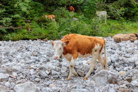Holstein Friesian cattle crossing a creek on an alpine pasture. Eng valley, Austria