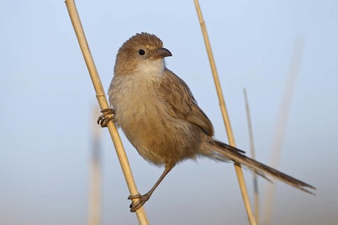 Iraq Babbler (Turdoides altirostris), Sanliurfa, Turkey