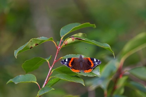 Red admiral (Vanessa atalanta), Pyrameis atalanta, butterfly, butterfly, insect, insects, (Aglais