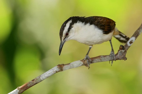 Bicolored Wren (Campylorhynchus griseus) perched on a branch in the mountains of Colombia, South