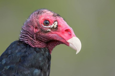 Turkey Vulture (Cathartes aura) perched on a branch in Cuba