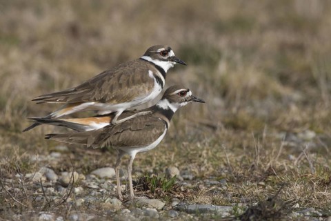 Killdeer (Charadrius vociferus) pair mating, Washington, USA