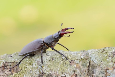 Stag beetle (Lucanus cervus), male, Normandy, France