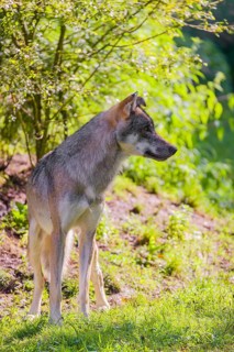 A male grey wolf (Canis lupus lupus) stands at the edge of a forest on a sunny day in beautiful,