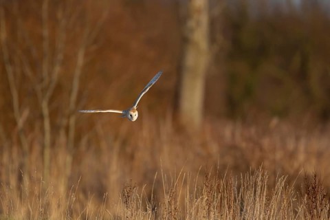 Barn owl (Tyto alba) adult bird in flight hunting during the day over marshland, Norfolk, England,