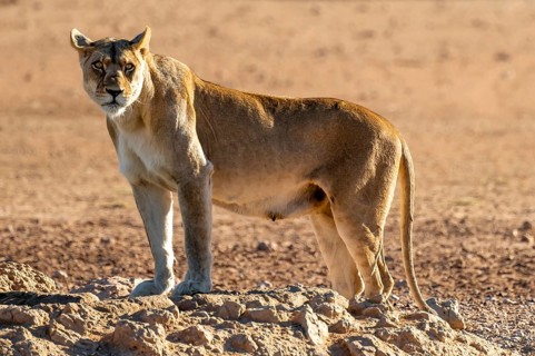 Lioness (Panthera leo), lateral full body view, Kgalagadi Transfrontier National Park, Northern