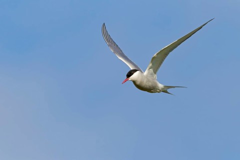 Arctic Arctic Tern, (Sterna paradisaea), animals, birds, subspecies of the tern family, flight