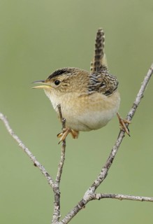 Sedge Wren (Cistothorus platensis), Alberta, Canada