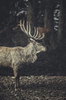 Red deer at the protected forest forest near Schwangau during winter, Bavaria, Germany