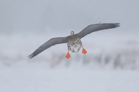 Greater White-fronted Goose (Anser albifrons) flying, North Rhine-Westphalia, Germany