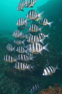 Zebra sea bream (Diplodus cervinus hottentotus)