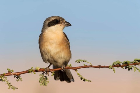 Lesser Grey Shrike (Lanius minor), Eilat, Israel