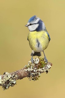 Blue tit (Parus caeruleus), sitting on a branch overgrown with lichen, Wilnsdorf, North