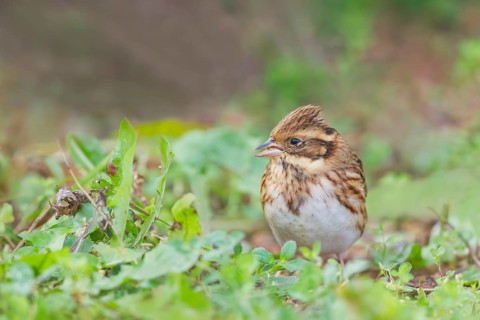 Waldammer, Emberiza rustica Rustic Bunting, Emberiza rustica