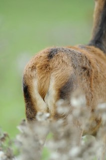 Close-up of the hindquarters of a roe deer, focus on fur structure and natural environment, red
