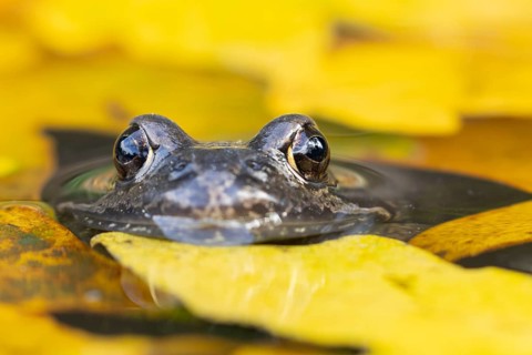 Common frog (Rana temporaria) adult amphibian on the water surface of a pond with fallen autumn