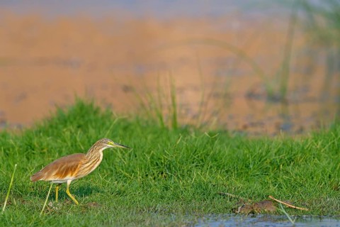 Squacco heron, heron, animals, birds, biotope, foraging, (Ardeola ralloides), Lesbos, Salalah,