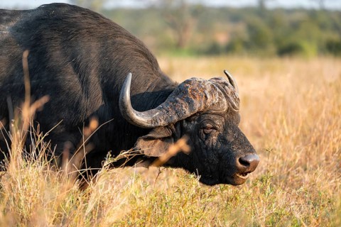 Cape buffalo (Syncerus caffer caffer), adult male, in dry grass, in the evening light, animal