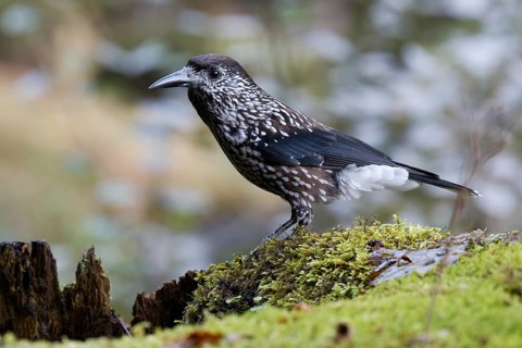Spotted Nutcracker (Nucifraga caryocatactes) perched on the ground, Baden-Wuerttemberg, Germany
