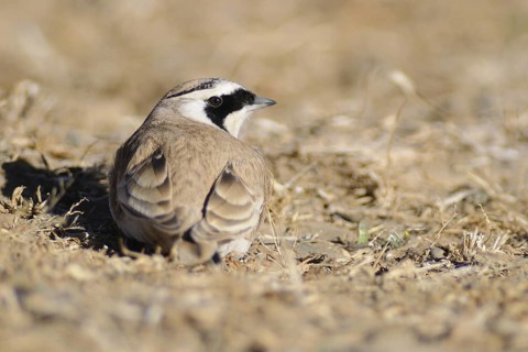 Horned Lark (Eremophila alpestris), Tibet, China