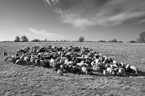Sheep (Ovis gmelini aries), penned flock of sheep in the morning light on a pasture, black and