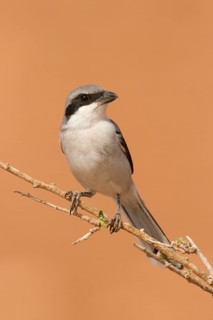 Great Grey Shrike (Lanius excubitor) male, Morocco