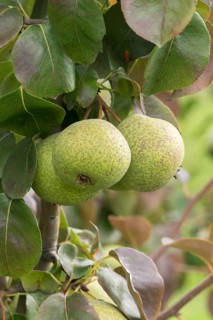 Pear (Pyrus communis 'Karcherbirne'), Bundessorteamt, Germany