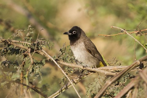 White-spectacled Bulbul (Pycnonotus xanthopygos), Oman