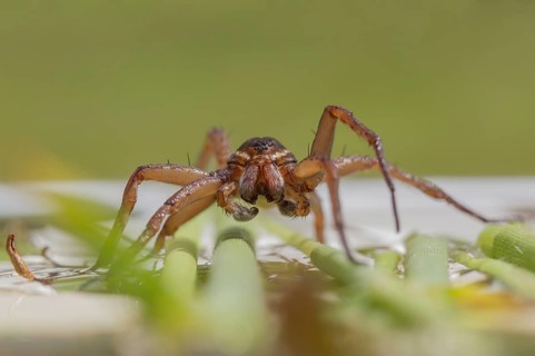 Fen raft spider (Dolomedes plantarius) adult arachnid on vegetation on the water surface of a pond