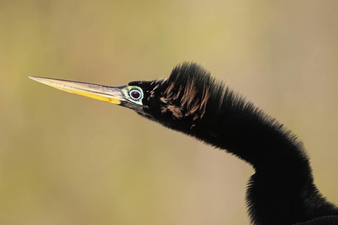 Anhinga (Anhinga anhinga), Florida, USA