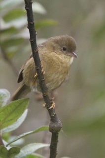Pardusco (Nephelornis oneilli), Bosque Unchog Reserve, Peru