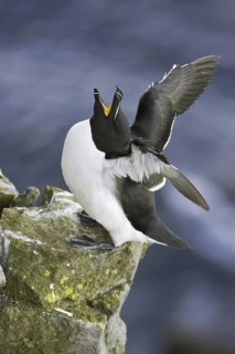 Razorbill (Alca torda), Iceland