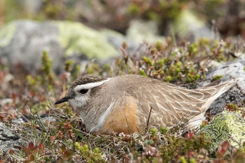 Eurasian Dotterel (Charadrius morinellus) incubating, Dalarna, Sweden