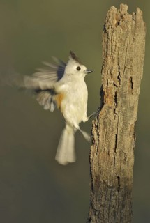 Black-crested Titmouse (Baeolophus atricristatus), Texas, USA